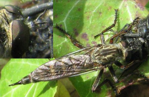 Tolmerus cingulatus